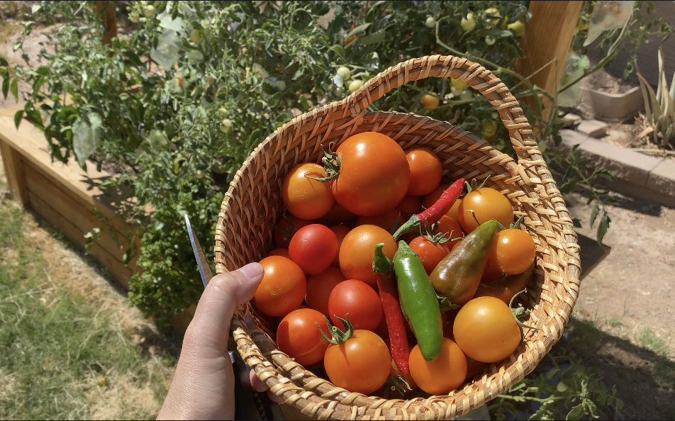 Essential Nutrients Tomato Plants Free Download