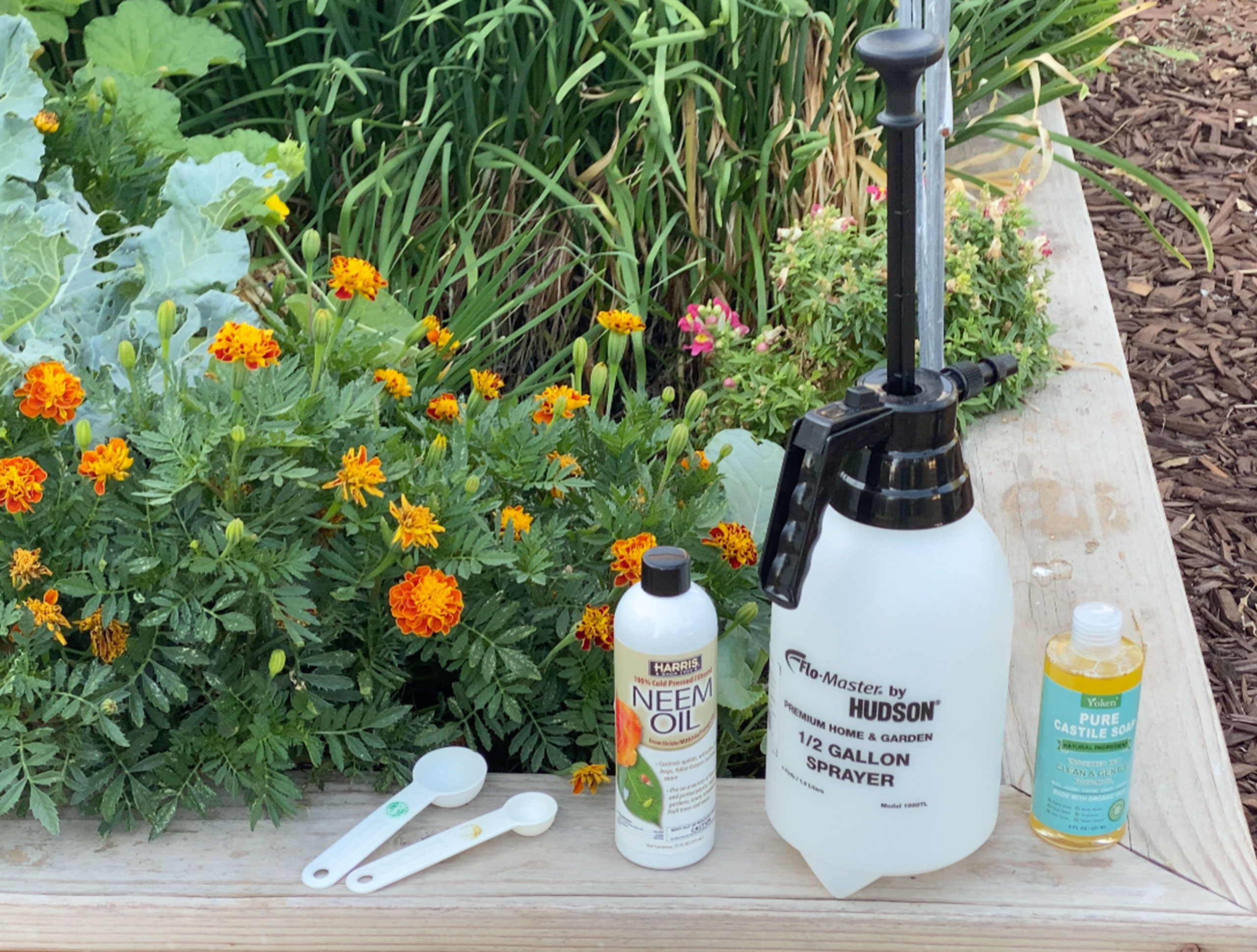 How to mix and apply castile soap spray for aphids