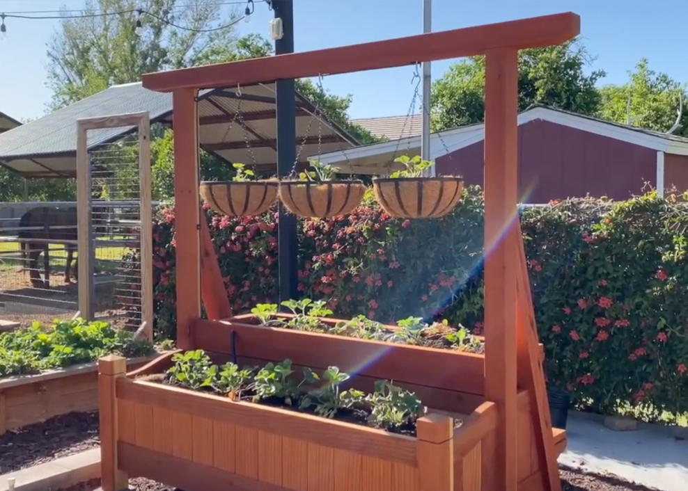 Strawberry raised bed with overhead hanging bar and baskets — Lucky Cat Gardens