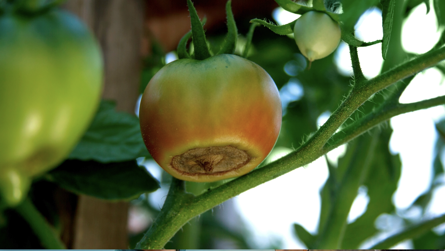 Close-up of a tomato showing blossom end rot at the blossom end.