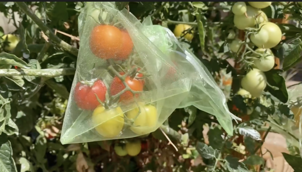 Salsa Garden Problems – Solved!