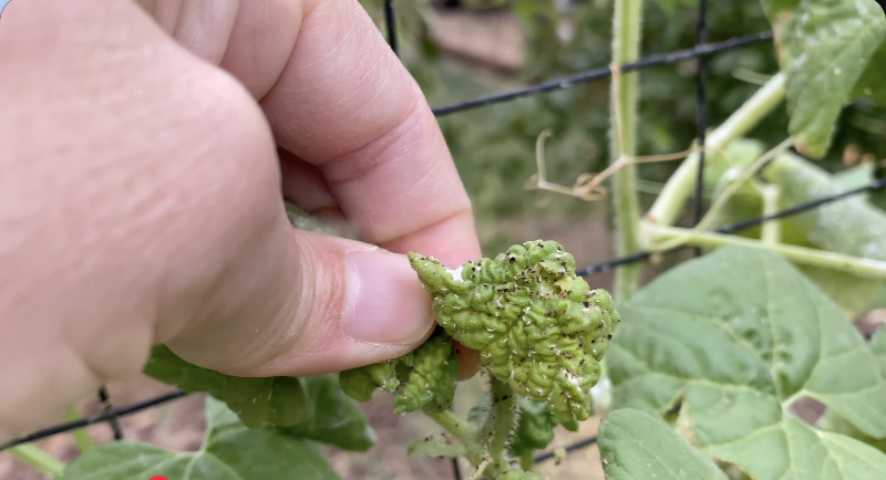 My Attack On Aphids