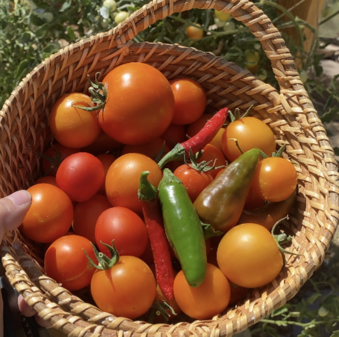 Freshly harvested green and colorful peppers in a basket.