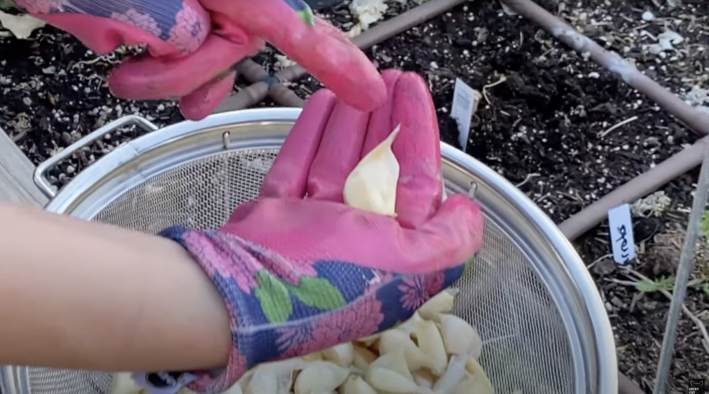How to Soak Garlic Before Planting