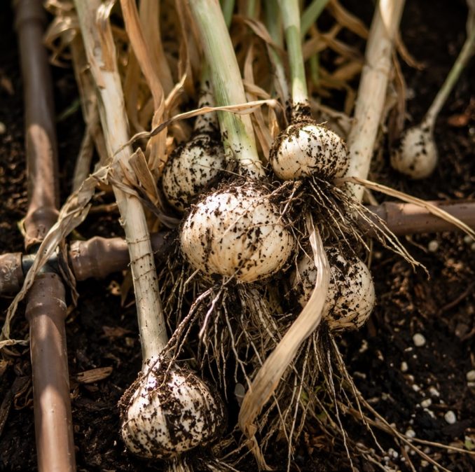 Garlic Harvest